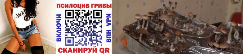 Псилоцибиновые грибы мухоморы  Ленинск-Кузнецкий 